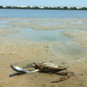 Anastasia State Park Wildlife