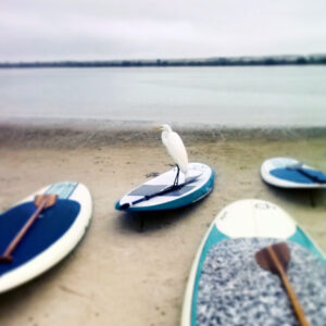 Bird spotted in St Augustine