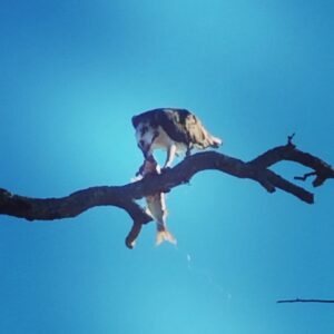 Bird Fishing at Anastasia Island State Park St Augustine Fl
