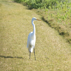 Stork at Anastasia State Park St Augustine Fl
