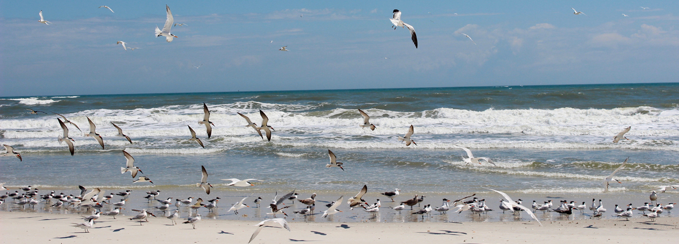 Anastasia-State-Park-Gulls 5